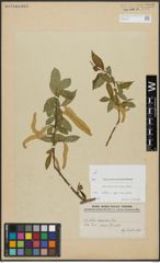 Foto von Salix alba L. x Salix pentandra L.